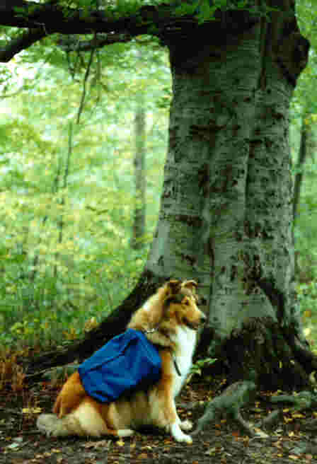 Bonnie back packing in nature