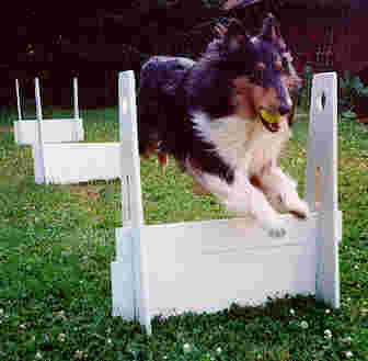 Charlie doing flyball