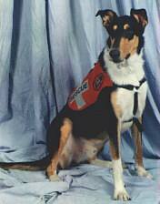 Finn, SAR dog in training