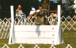 Jessie returning over the hurdles with the dumbell.