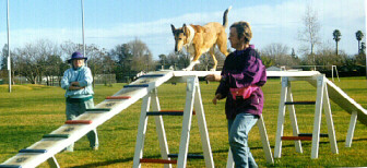 Kallie on the dog walk