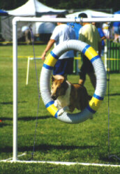 Kallie jumping through the tire