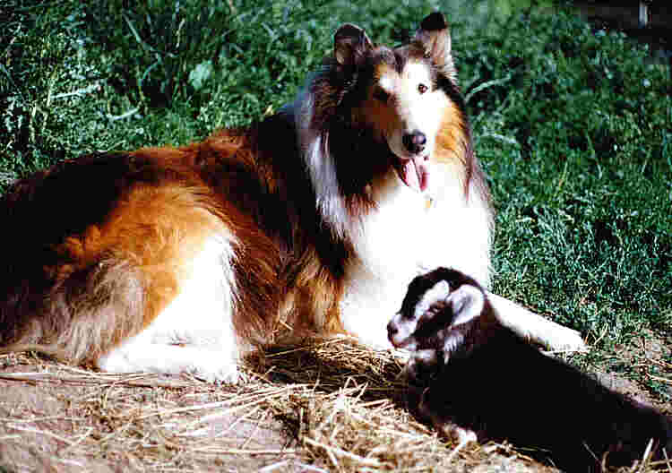 Mellow and baby goat