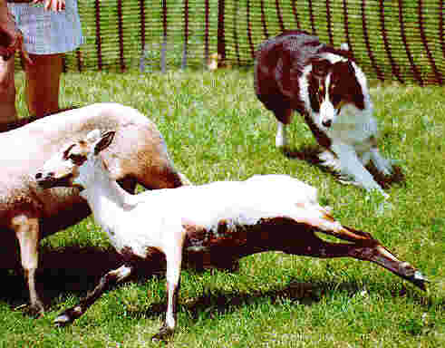 Pooka herding