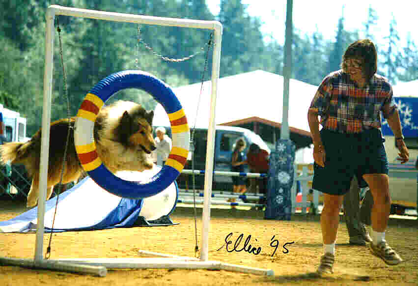 Reilly competing in agility