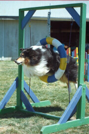 Image of Tally and Sue doing agility