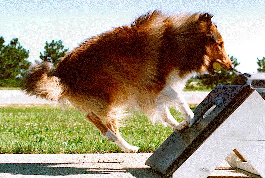 Teine catching the flyball