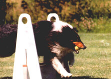 Trucker, a Flyball Dog Champion, at work